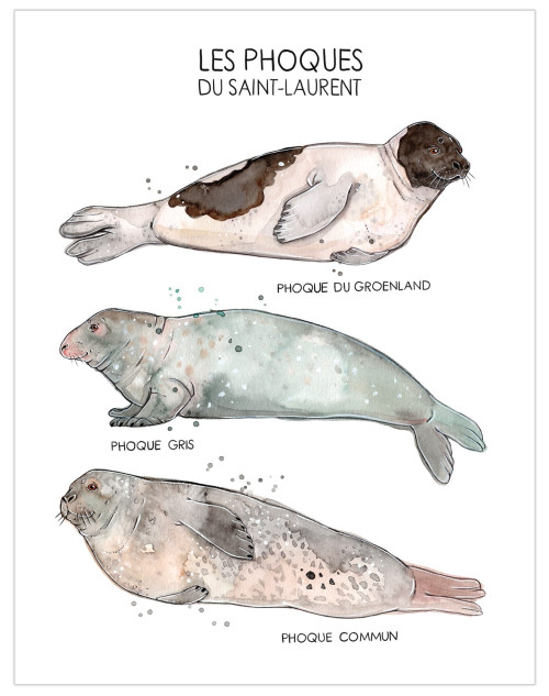 Cahier de notes avec les baleines du Saint-Laurent